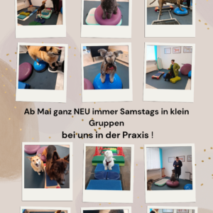 Fitte Pf&ouml;tchen Indoor Mai 26 Samstags 11:00-12:00 Uhr
